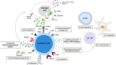 Frontiers | Role of Vγ9vδ2 T lymphocytes in infectious diseases