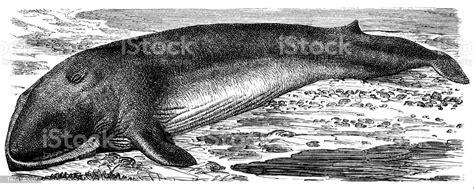 Fin Whale Stock Illustration - Download Image Now - Blue Whale, Old, Retro Style - iStock