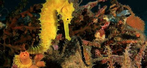 Seahorse Breeding Tips | Tropical Fish Hobbyist Magazine