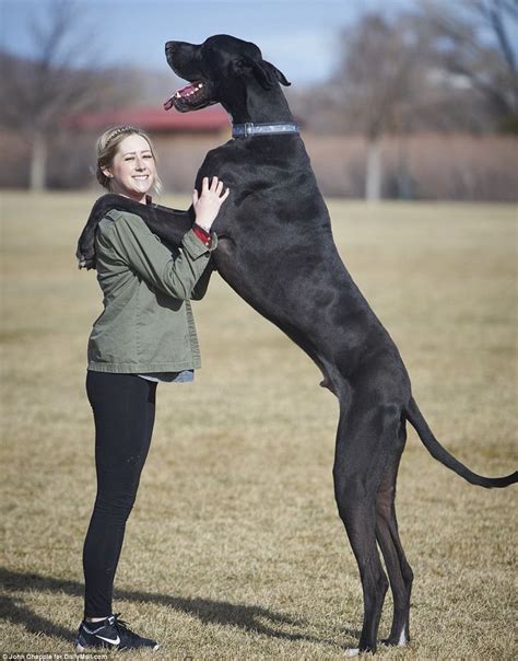 World's Tallest Dog? Meet Great Dane Rocko 7 feet tall and 167 pounds ...