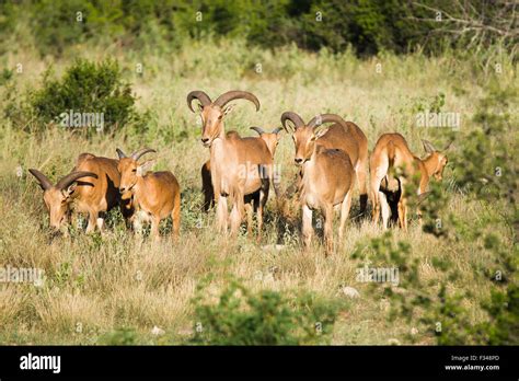 Aoudad sheep hi-res stock photography and images - Alamy