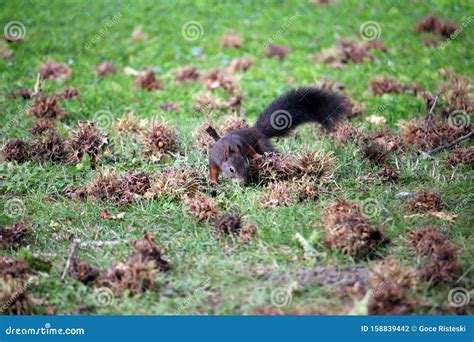 The Squirrel is Looking for Hazelnuts Stock Photo - Image of sciurus ...