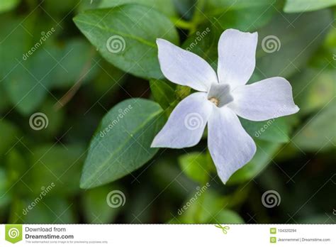 White Vinca Minor or Common Periwinkle Flower in Lluc Botanical Garden, Majorca Stock Photo ...