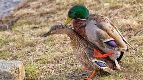 Duck sex: Truly horrible thing you never knew about mallards | news.com.au — Australia’s leading ...