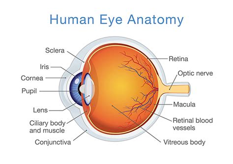 Conjunctiva Diagram