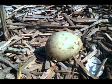 Sandhill Crane Egg Hatching 5-7-11.wmv - YouTube