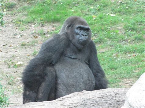 Bronx Zoo 2010 - Gorilla - ZooChat