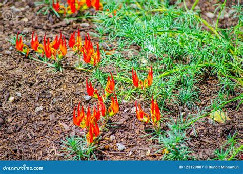 Beautiful Orange Flowers in Fire-shaped at a Botanical Garden. Stock ...