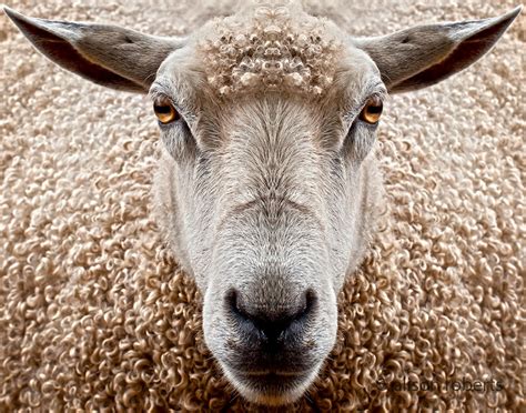 Symmetrical sheep | Animals, Goats, Animal faces