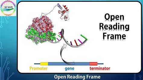 What Is Open Reading Frame In Dna | Webframes.org