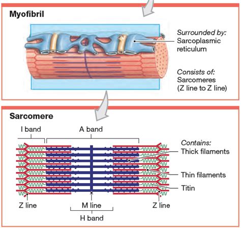 Sarcomere | Definition, Structure, & Sliding Filament Theory