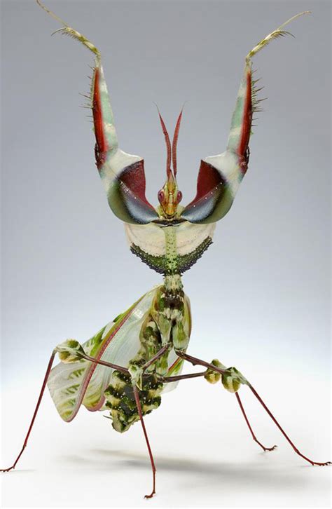 Traveller.com: Praying Mantis:-Early verification for the Chinese Mantis