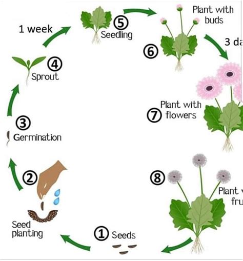 Feature Of The Life Cycle Flowering Seed Plants - Home Alqu