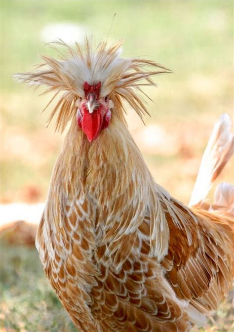 a brown and white chicken standing on top of grass