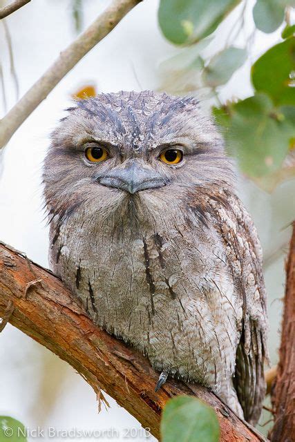 Frogmouth Owl | Night Owls | Pinterest