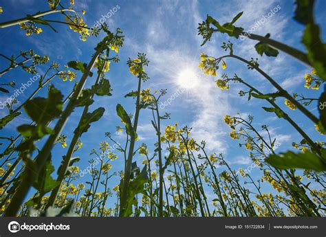 Green field of flowers Stock Photo by ©Xalanx 151722834