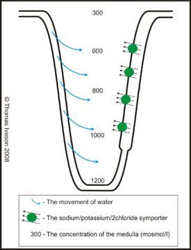 Reabsorption and Secretion Along the Loop of Henle - Anatomy & Physiology - WikiVet English