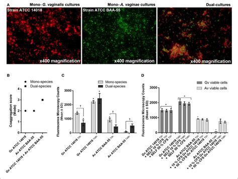 Figure 2 from Gardnerella vaginalis Enhances Atopobium vaginae ...