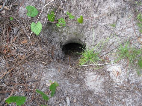 How to Identify a Gopher Tortoise Burrow | FWC