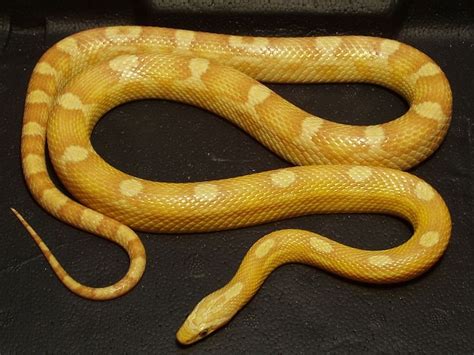 gold dust motley corn snake | Corn snake, Snake, Cute snake