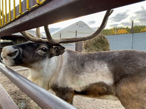 Reindeer with Antlers in the Zoo Stock Photo - Image of fence, antlers ...