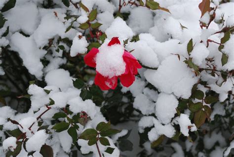 How To Trim Roses For Winter – MK Library