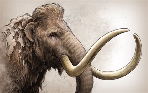 Mammoth Tusk Reveals Ancient Mammal's Travels - Scientific American