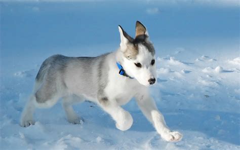 Running Canadian Eskimo dog photo and wallpaper. Beautiful Running Canadian Eskimo dog pictures