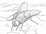 Insect Coloring Pages  Print Free For Kids sketch template