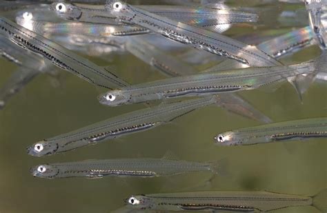 There's more to whitebait than fritters | Conservation blog