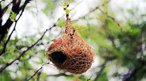 How do birds make their nests? - bromilows florist