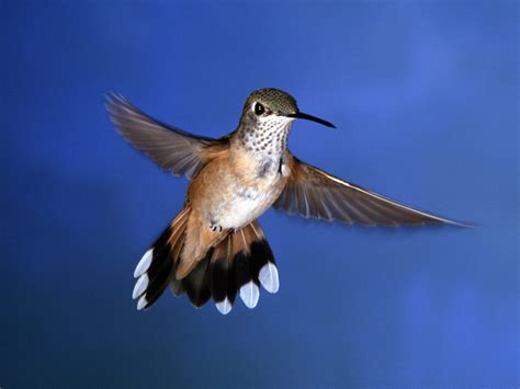 wallpaper: Birds Wallpapers For Free