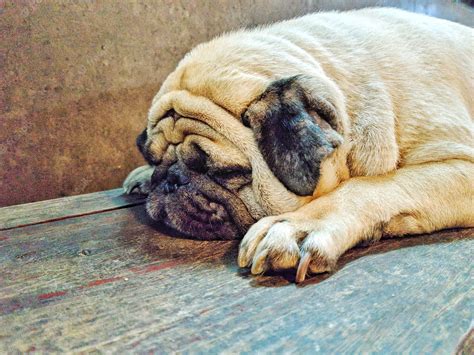 Premium Photo | Sleepy pug