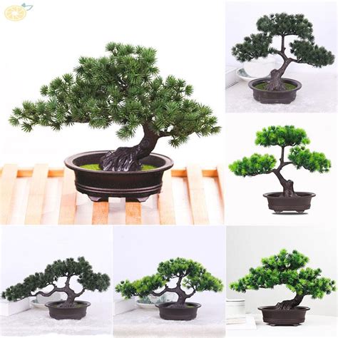 Các loại cây Bonsai trồng trong nhà đơn giản nhất - Dolatrees chia sẻ ...