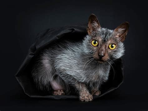 Feline 411: All About The Werewolf Cat AKA Lykoi