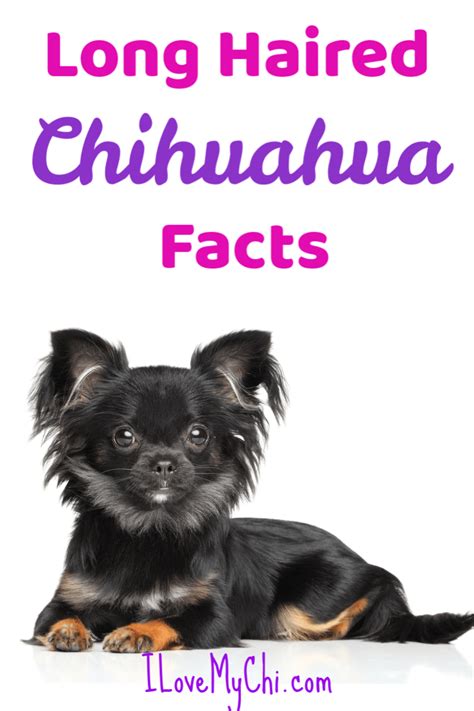 Long Haired Chihuahua Personality Traits - Pets Lovers