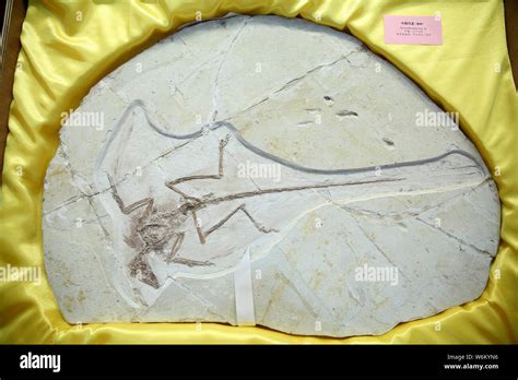 Liaoning fossil hi-res stock photography and images - Alamy