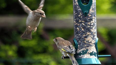 Guide to Cleaning Bird Feeders - Gardening Express Knowledge Hub