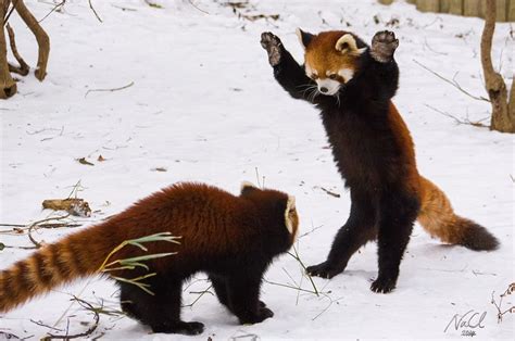 White Wolf : Adorable Red Pandas Playing in the Snow