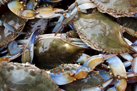 How weather can make or break a Chesapeake Bay blue crab season - The Washington Post