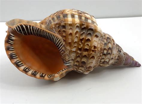 Beautiful LARGE 11" Caribbean Giant Triton Conch Shell Charonia Variegata | eBay | Shells, Sea ...