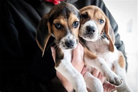 Oroville SPCA: Rescuing Hearts! Find Your Perfect Furry 2023