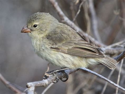 Small Tree-Finch (Camarhynchus parvulus), female | San Cristóbal--Cerro ...