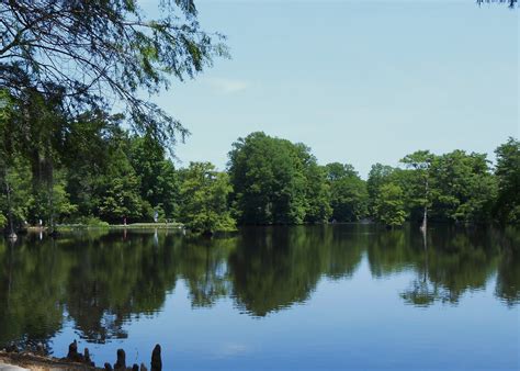 Swan Lake/Iris gardens, Sumter SC | Favorite places, Sumter, Swan lake