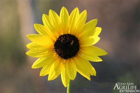 Plants of Texas Rangelands » Common sunflower, Annual sunflower