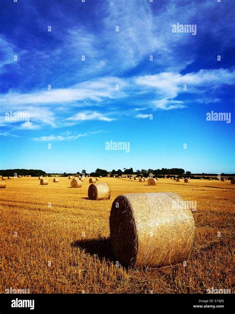 Straw bales harvest time Stock Photo - Alamy