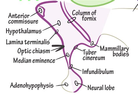 Neuroanatomy Glossary: Cistern of lamina terminalis | Draw It to Know It