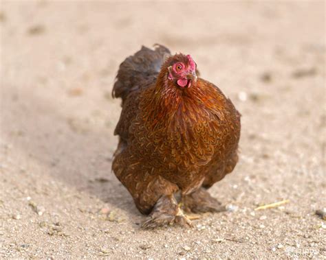 Cochin Chicken Breed - What You Need To Know