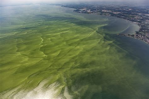 A Growing Epidemic of Toxic Algal Blooms – Great Lakes Now