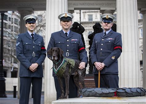 Victory for RAF Police Search Dog Hertz | Royal Air Force